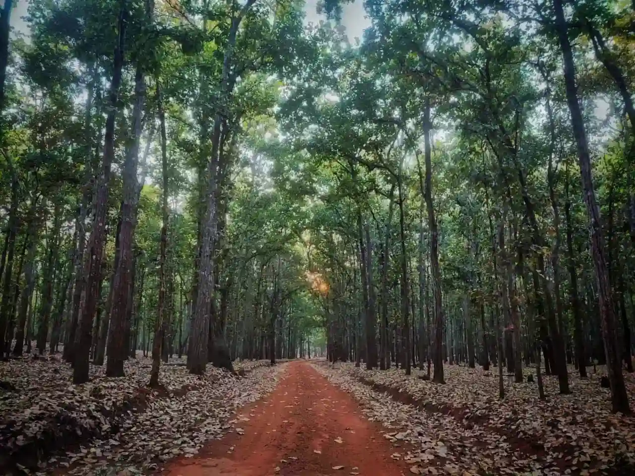 Similipal forest at dawn — panoramic view