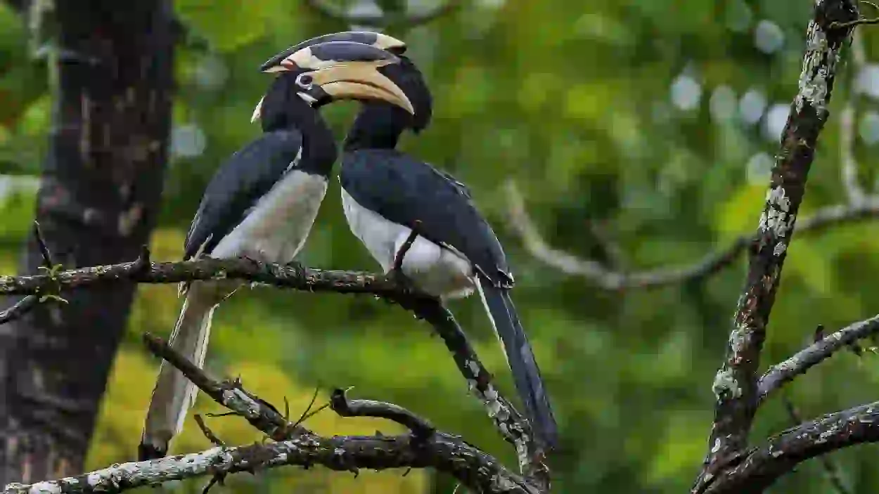 Asian Paradise Flycatcher