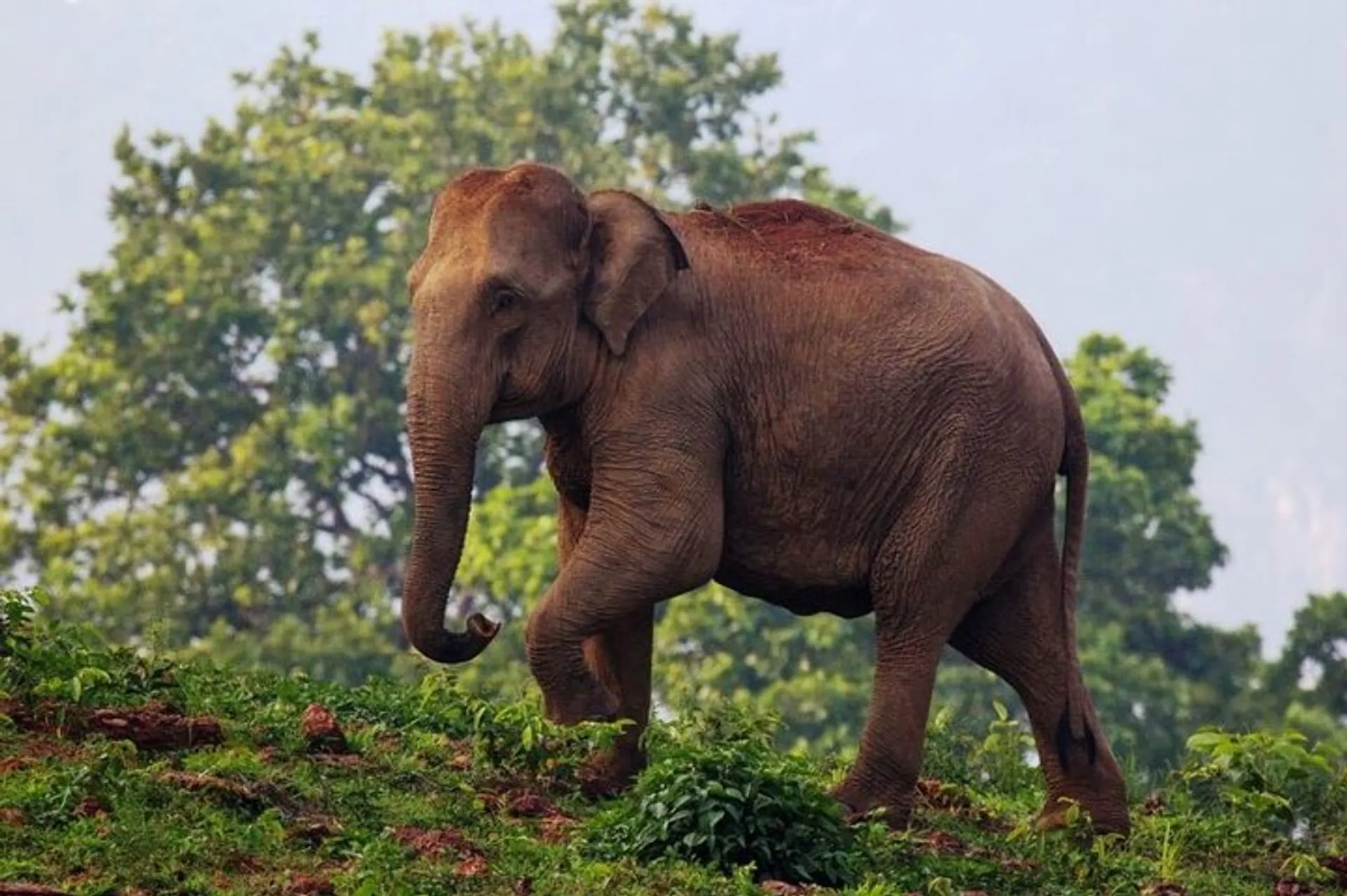 Wild elephants crossing the river