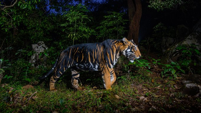 Bengal tiger in Similipal forest