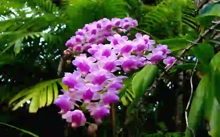 Spring flowering in Similipal