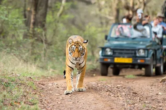 Jungle trail through Similipal forest