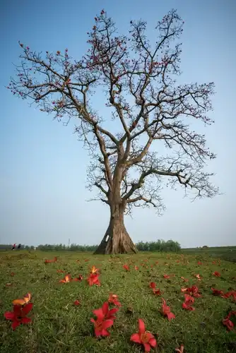 Ancient sal forest