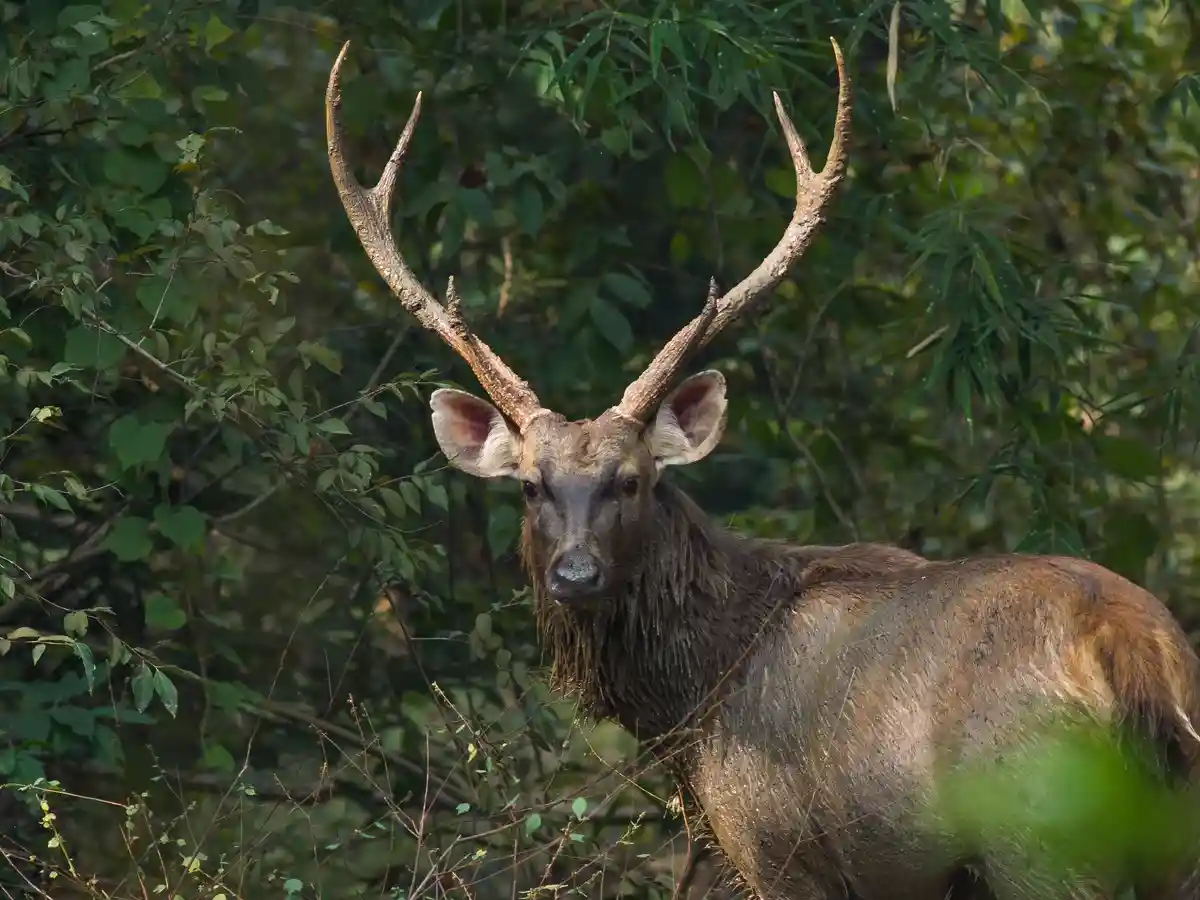 Spotted deer at forest waterhole