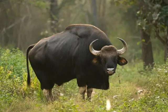 Gaur bull grazing in forest meadow